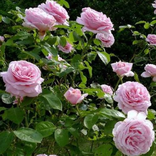 Rosa de fragancia intensa - Rosa - Frederic Mistral ® - 